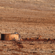 A kangaroo drinks from a water tank located in a drought-effected paddock.